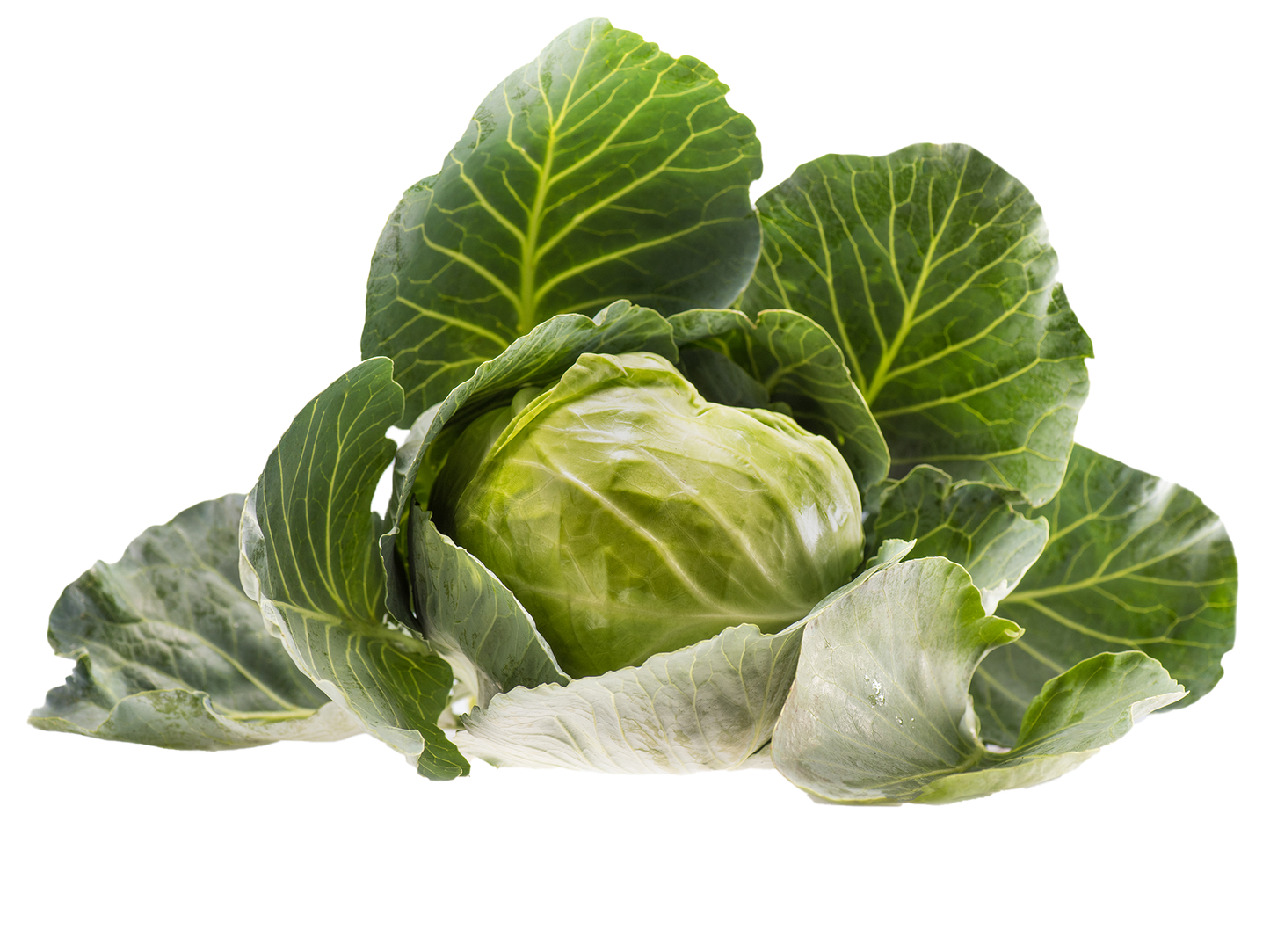 Cabbage Cabbage