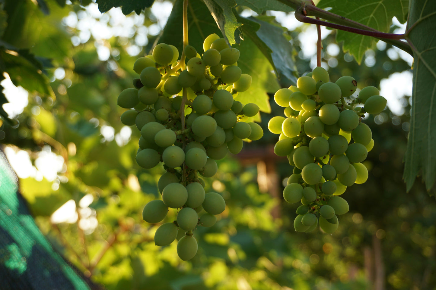 White Grapes
