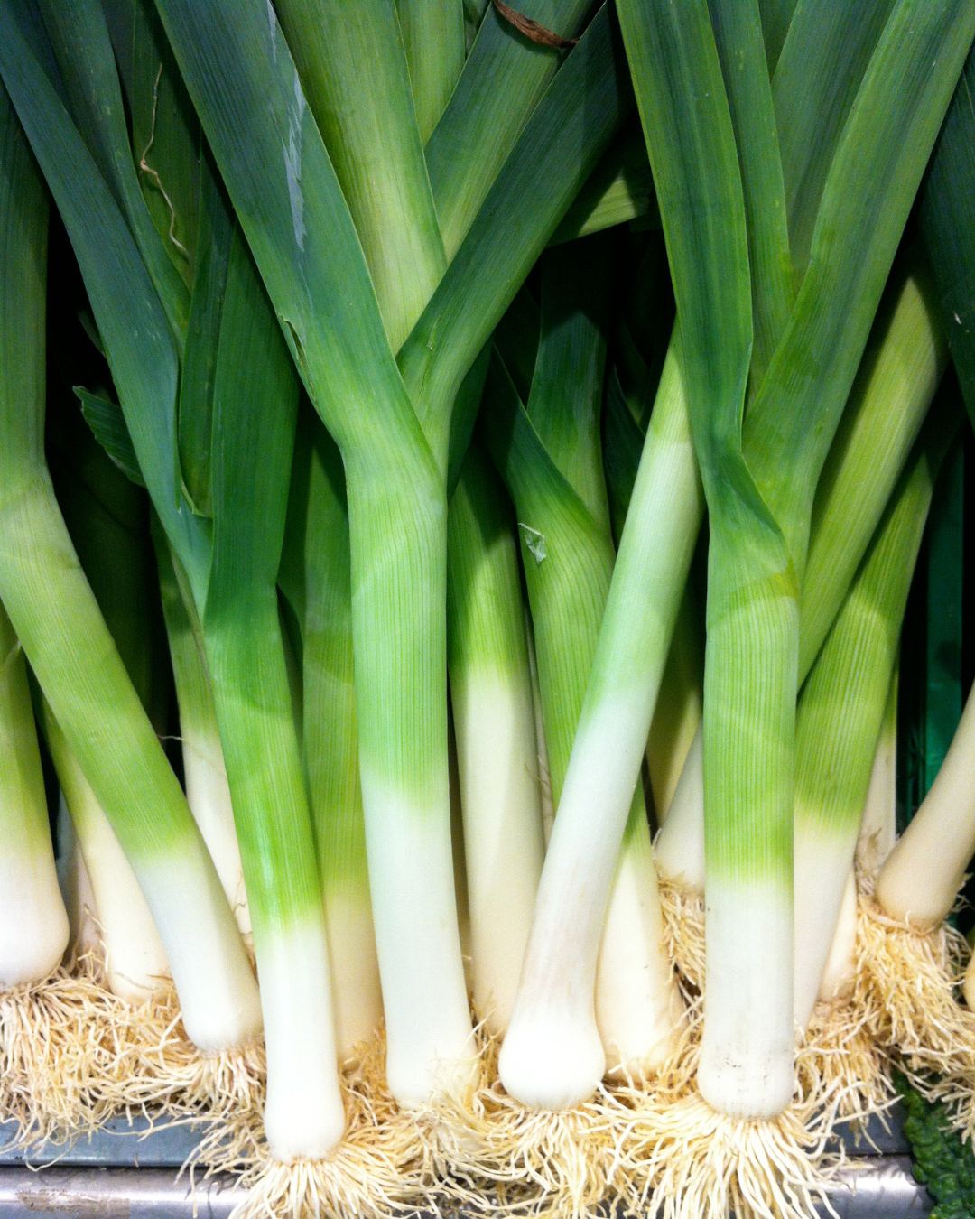 Leek