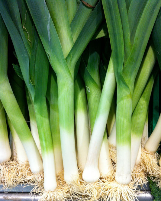 Leek