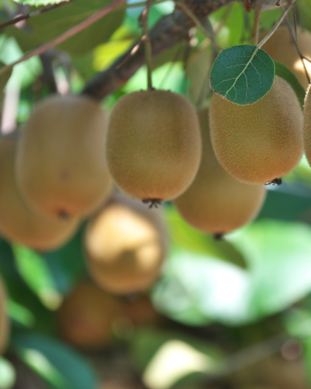 Australian Kiwifruit (each)