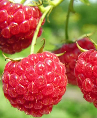 Raspberry